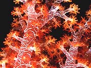 Red Cauliflower Coral (Dendronephthya rubeola)