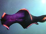 Red-rim Flatworm (Pseudoceros splendidus)