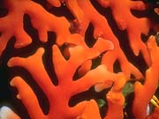 Red Tree Sponge (Haliclona compressa)