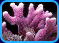 Corals & Anemones