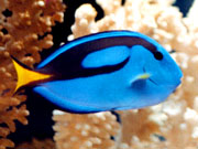 Regal Tang (Paracanthurus hepatus)