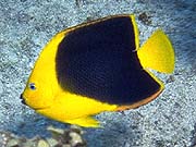 Rock Beauty Angelfish (Holacanthus tricolor)