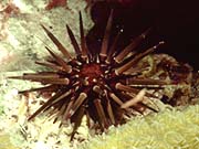 Rock-boring Urchin (Echinometra lucunter)