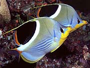 Saddleback Butterflyfish (Chaetodon ephipippium)