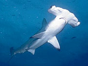 Scalloped Hammerhead Shark (Sphyrna lewini)