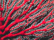 Sea Fan (Goregonian flabellum)