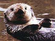 Sea Otter (Enhydra lutris)