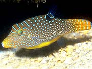 Papuan Toby (Canthigaster papua)