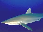 Silky Shark (Carcharhinus falciformis)