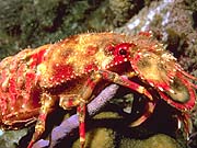 Slipper Lobster (Scyllarides nodifer)