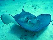 Southern Stingray (Dasyatis americana)