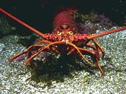 Spiny Lobster (Panulirus argus)