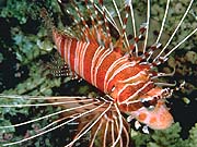 Spotfin Lionfish (Pterois antennata)