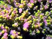 Staghorn Coral (Oxycirrhites typus)