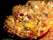 Stonefish (Synanecja horrida)