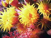 Sun Coral (Tubastrea aurea)