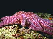 Sunflower Starfish (Pycnopodia helianthoides)