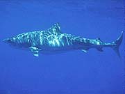 Tiger Shark (Galeocerdo cuvier)