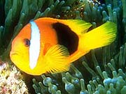 Tomato Clownfish (Amphiprion frenatus)