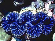 Tridacna Clam (Tridacna crocea)