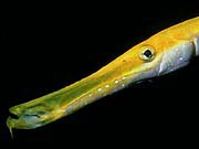 Trumpetfish (Aulostomus maculatus)