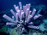 Tube Sponge (Callyspongia vaginalis)