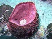 Vase Sponge (Ircinia campana)