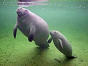 West Indian Manatee (Trichechus manatus)