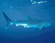 Whale Shark (Rhincodon typus)