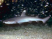 Whitetip Reef Shark  (Triaenodon obesus)