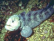 Wolf Eel (Anarrichthys ocellatus)