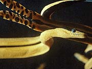 Yellow Bellied Sea Snake (Pelamis platurus)