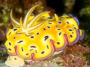 Yellow Nudibranch (Notodoris minor)