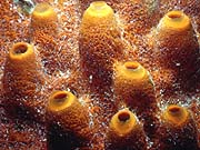 Yellow Sponge (Cleona celata)