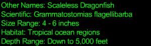 Deep Sea Dragonfish Statistics