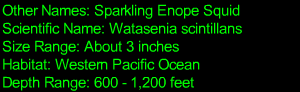 Firefly Squid Statistics