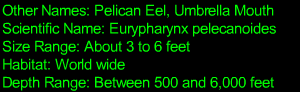 Gulper Eel Statistics