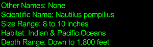Chambered Nautilus Statistics