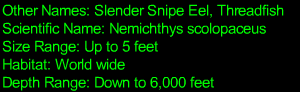 Snipe Eel Statistics