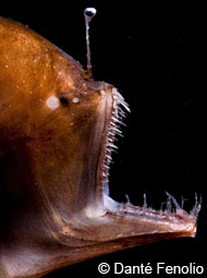 Closeup of a female anglerfish showing its large teeth and lure