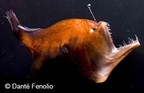 Image of a female deep sea anglerfish