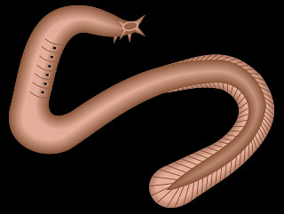 Myxine glutinosa, the Atlantic hagfish