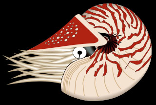 Nautilus pompilius, the chambered nautilus