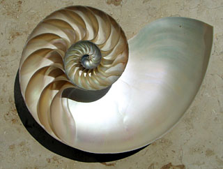 Nautilus shell cross section showing interior chambers
