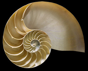 Resultado de imagem para Concha de um nautilus