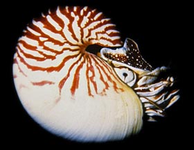 Squid With Shell