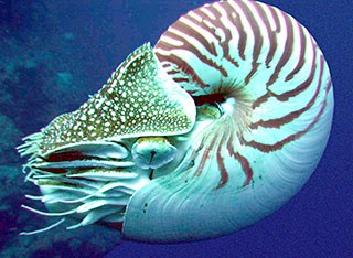 Image of a chambered nautuilus swimming in the ocean