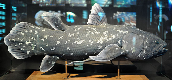 Image of a Museum Replica of a West Indian Ocean coelacanth