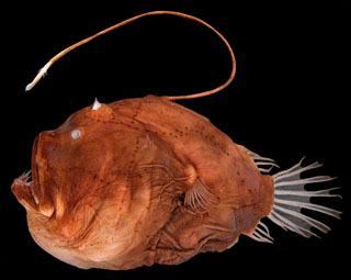 Image of Deep sea anglerfish species Bufoceratias wedli