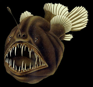 Artist illustration of a deeo sea anglerfish